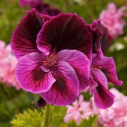 Madeira2008 CRW 4584 - Arbeitskopie 2 : portugal, nature, madeira, blumen, flowers, natur