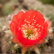 CRW 2122 : Belgien, Natur Nature, Urlaub