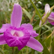 Niederlande Belgien 2006